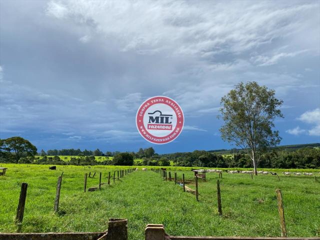 Fazenda de 15 alqueires a 37 km de Goiânia - Foto 11
