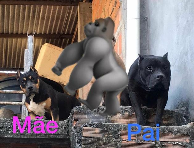 American bully mix - Foto 2