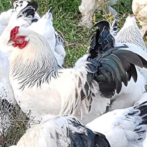 Brahma Light - Ovos Ornamentais Galados