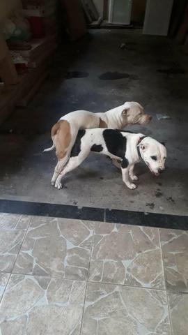 Filhote de pitbull - Foto 5
