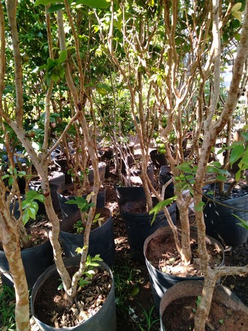 Mudas de jabuticaba e cocô anão  - Foto 3