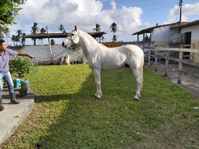 Garanhao de Macha Picada cavalo de patrao - Foto 3