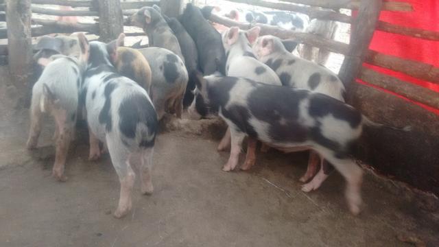 Vendo porco