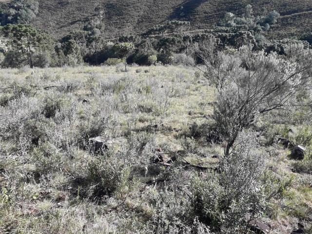 Terreno em Urupema - Foto 4