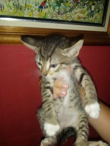 Doace 5 gatos - Foto 5