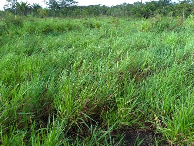 Vendo fazenda com 315 Hectares de terra!! - Foto 2