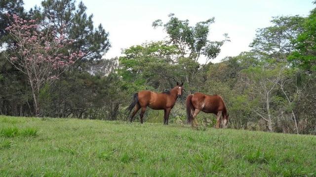 Lotes de terrenos com 5 mil metros - ideal para sua chacara,preço indiscutivel!!! - Foto 9