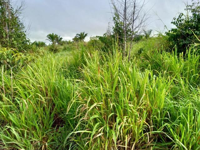 Vendo fazenda com 315 Hectares de terra!! - Foto 3