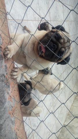 Filhotes de pug mine e micros abricó - Foto 2