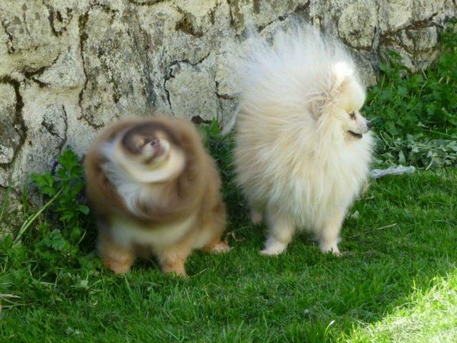 Filhotes de Spitz alemão anão Canil PS