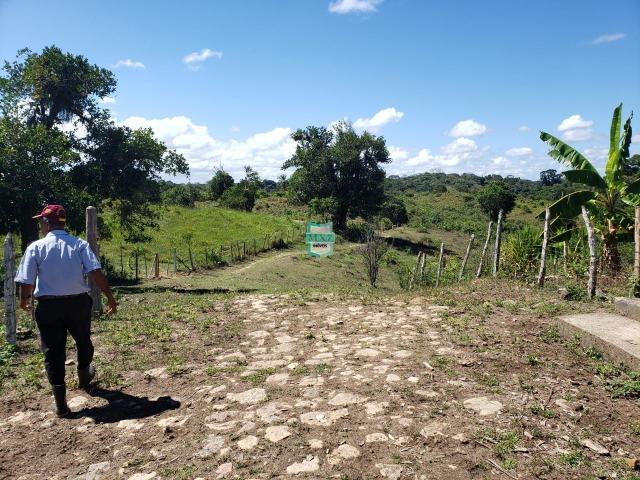 Ilhéus. Fazenda com 368 Hectares cultivo de cacau e gado - Foto 17