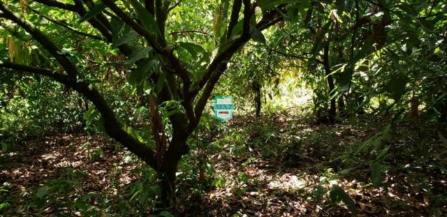 Camacan. Fazenda de Cacau com 430 Hectares. Rica em água - Foto 8