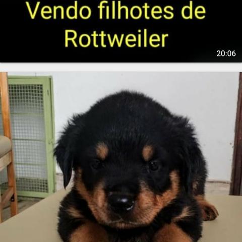 Rottweiler - Foto 4