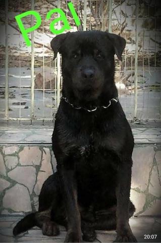 Rottweiler - Foto 2
