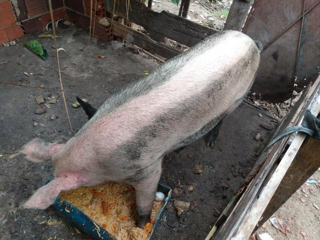 Vende-se porca parida - Foto 2