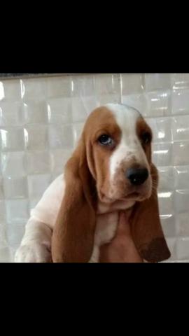 Basset Hound (com pedigree)