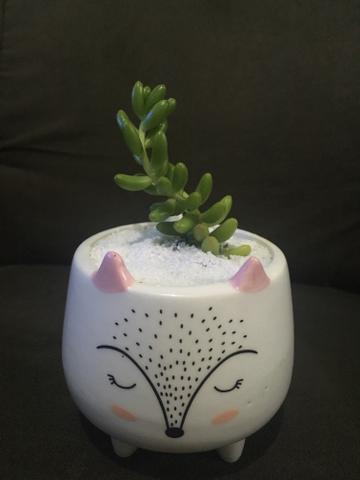 Suculentas - Foto 4