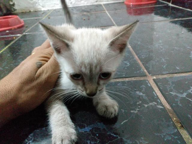 Doa-se gatos - Foto 3