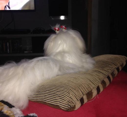 Procuro maltês macho pra cruza - Foto 2