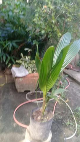 Muda coqueiro anao no saco - Foto 5