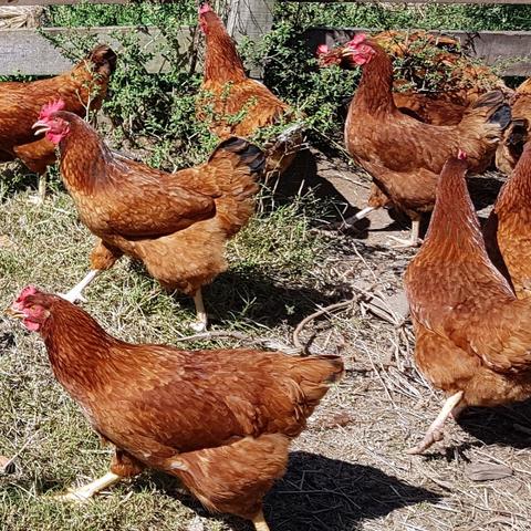 15 Ovos Galados da Poedeira Caipira Embrapa 051 - Foto 4