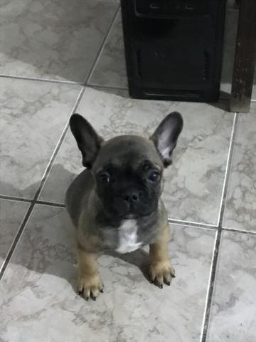 Filhote de buldogue francês