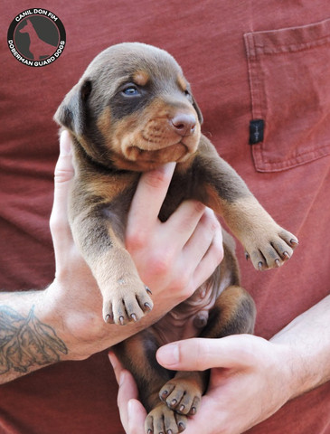Filhotes De Doberman Alto Padrão - Foto 2