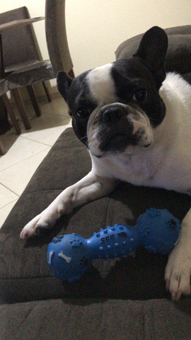 Bulldog francês