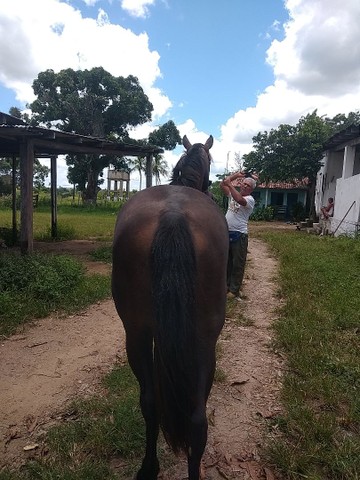 Cavalo MM / QM Castrado