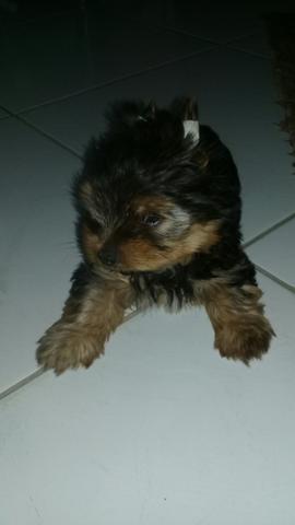 Cachorro da raça yorkshire - Foto 2