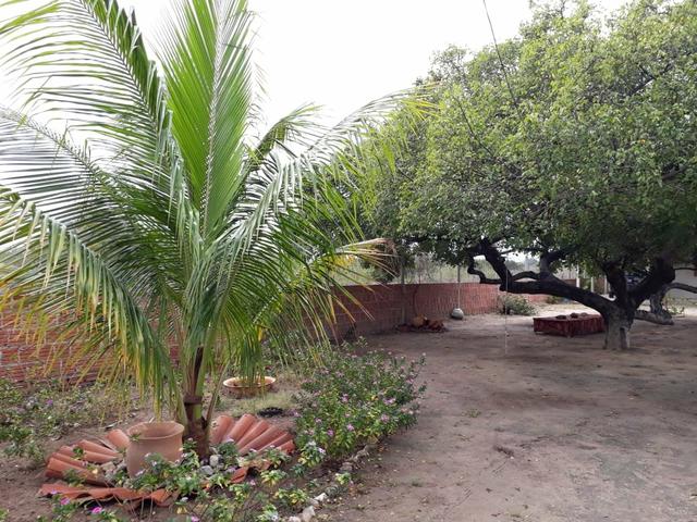 Sitio em Jacobina - Foto 3