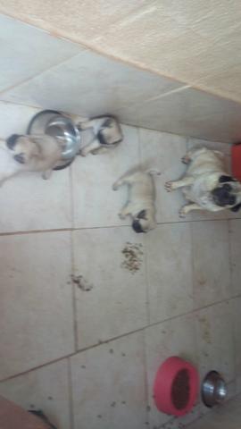 Filhotes de pug mine e micros abricó - Foto 3