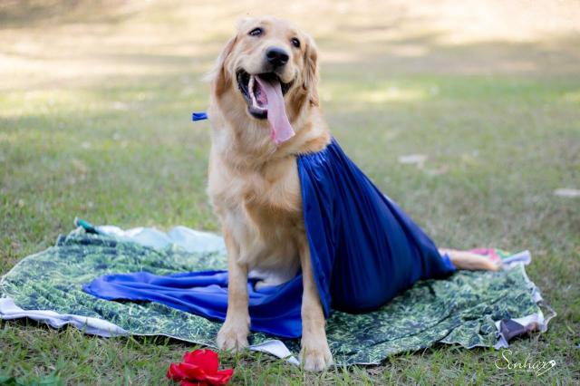 Golden retriver Filhotes