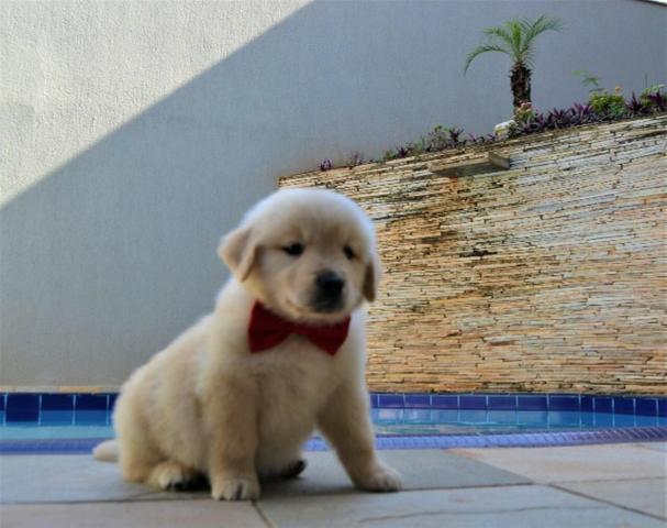 Golden Retriever animais com pelagem perfeita.>.>,
