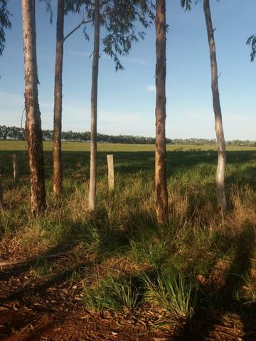 Fazenda em Nova Marilândia 206 alquers - Foto 13