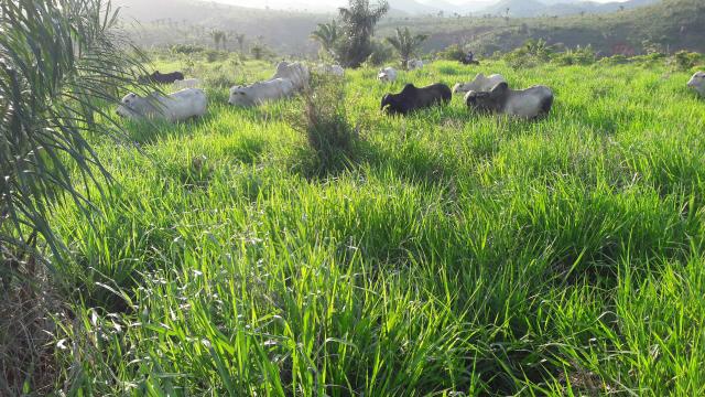 Fazenda em buriticupu - Foto 7