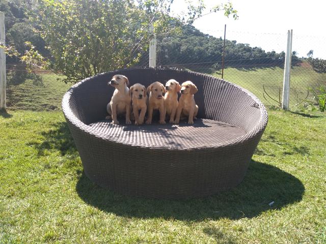 Filhotes de Labrador-Fortaleza/CE