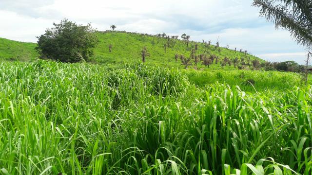 Fazenda em buriticupu