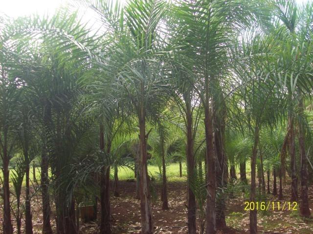 Chácara em Anicuns, 2 Alqueires e 37 Litros de Pura Beleza e Encantamento, Rica em Água - Foto 19