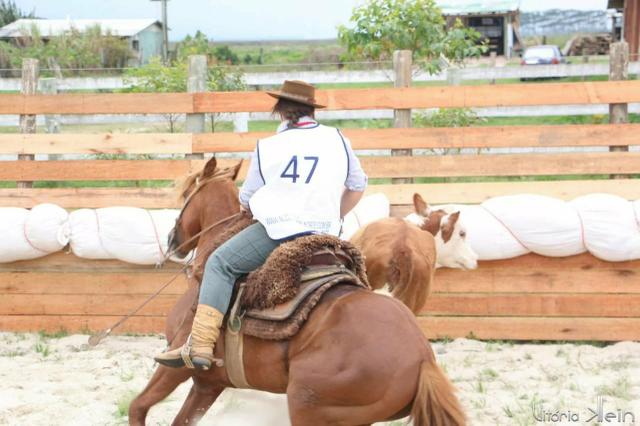 Cavalo Crioulo Inteiro Confirmado