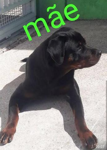 Rottweiler