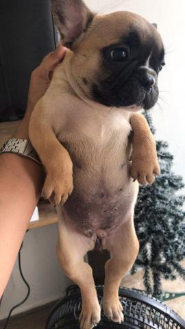Buldogue francês