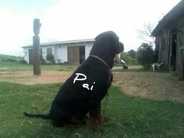 Rott - Foto 3