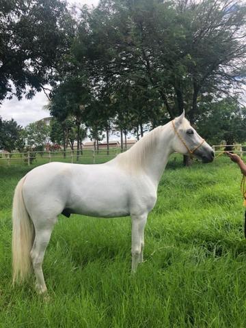 Cavalo manga larga marchador - Foto 2