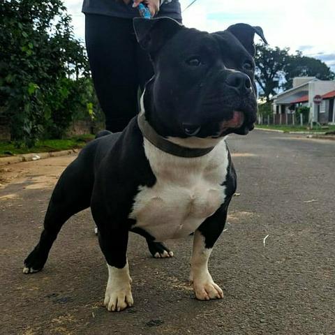 American Bully Pocket/ Apenas Cobertura - Foto 2