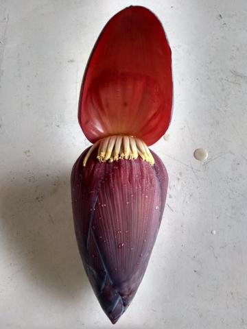 Coração De Bananeira/umbigo Da Banana - Foto 2