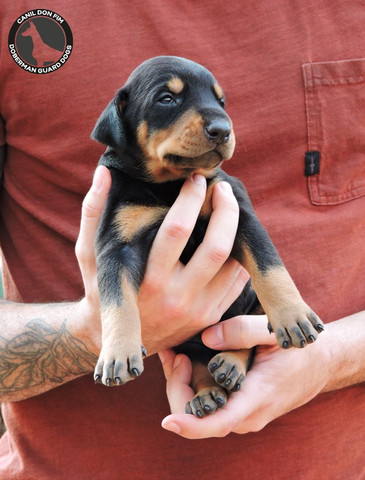 Filhotes De Doberman Alto Padrão - Foto 3