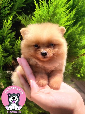 Spitz Alemão ( Lulu da Pomerânia) Anão - Pedigree CBKC - 12x sem juros - Foto 4