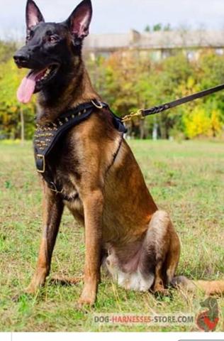 Pastor belga malinois canil pura origem