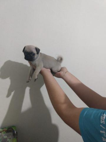 Lindo pug